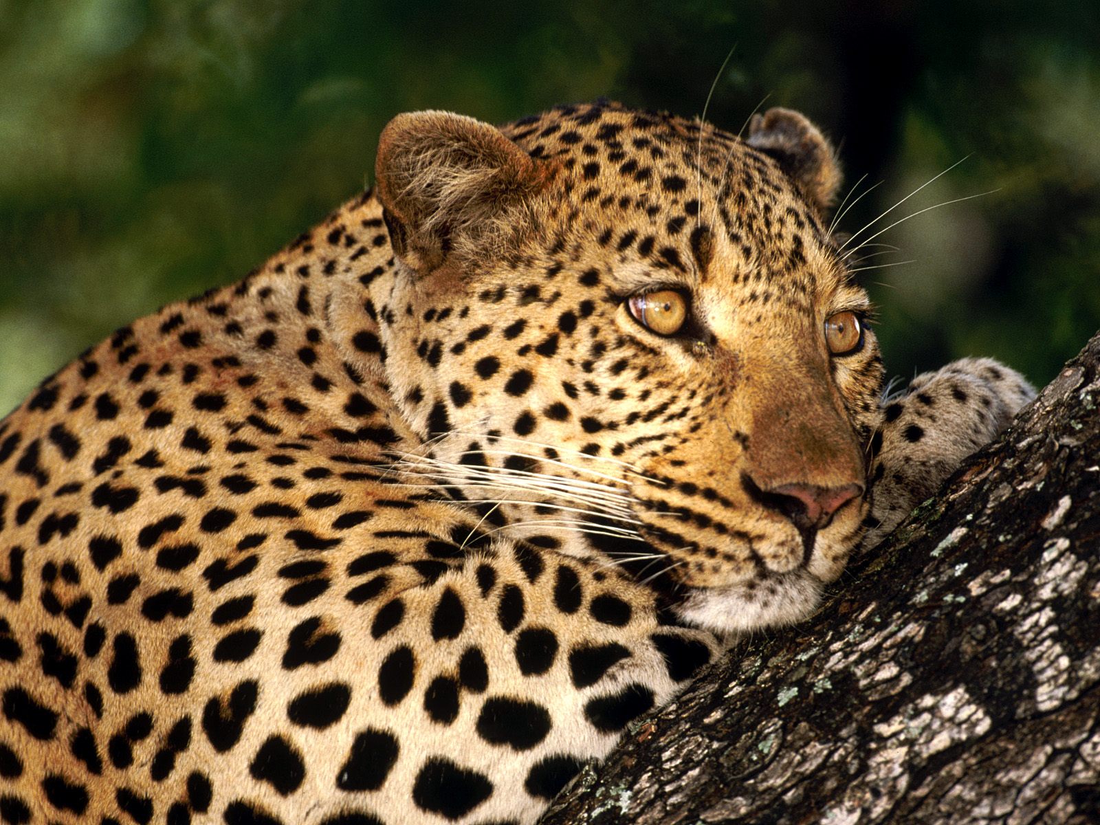 Secrets of South Africa