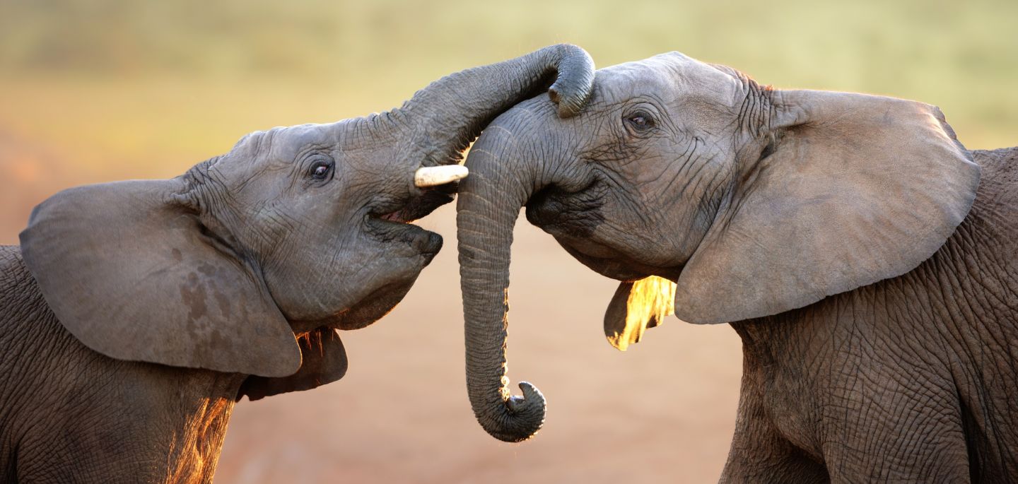 Discovery South Africa
