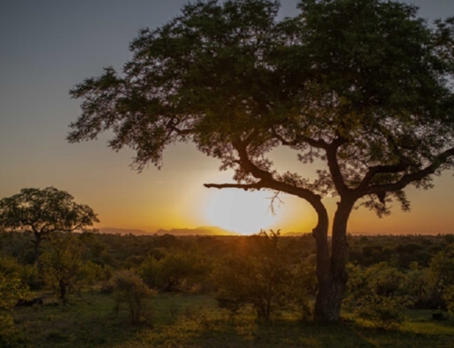 SAFARI & WILD COAST