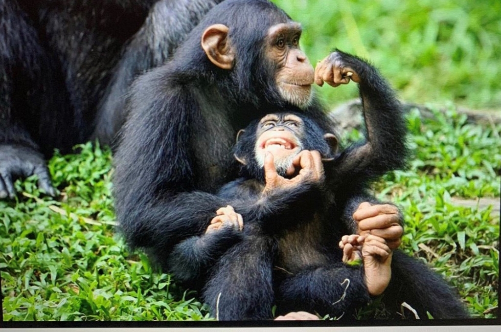 l’incontro con i gorilla di montagna e l’immersione nella spettacolare, selvaggia natura, nel cuore verde dell’Africa