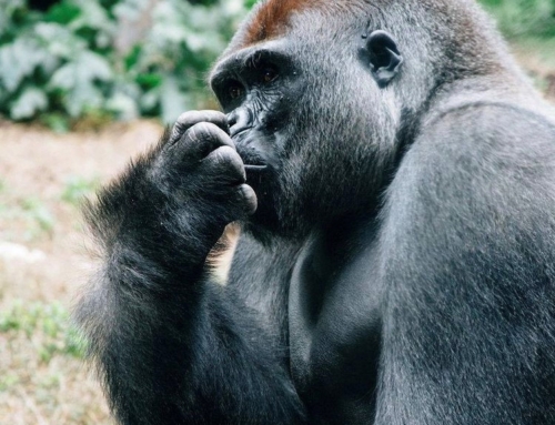 NATURALMENTE UGANDA