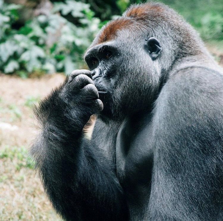 l’incontro con i gorilla di montagna e l’immersione nella spettacolare, selvaggia natura, nel cuore verde dell’Africa
