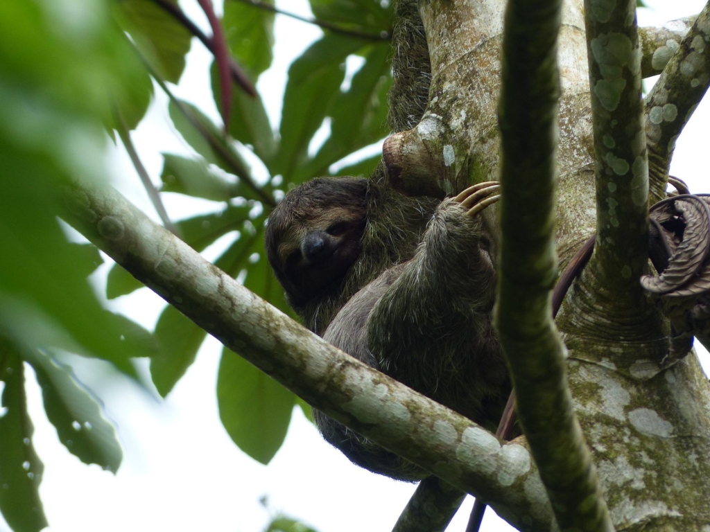 SAN JOSÉ - TORTUGHERO - ARENAL - LA FORTUNA - DOMINICAL