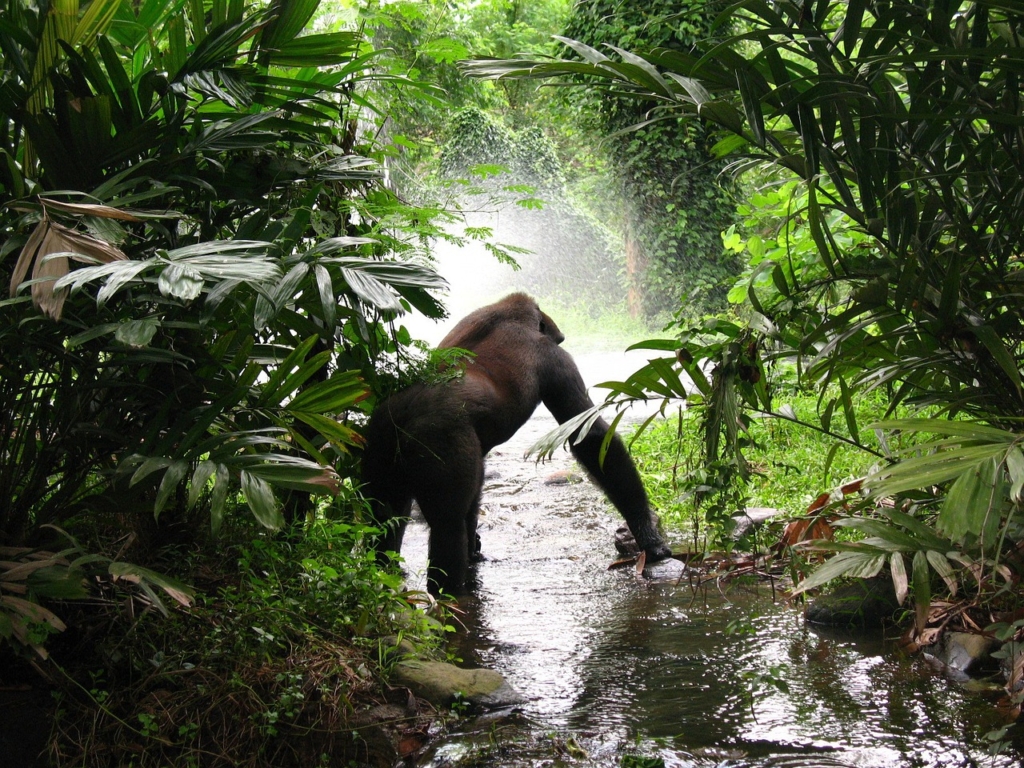 Kigali - Akagera N.P. - Virunga N.P. - Bwindi N.P. - Queen Elizabeth N.P. - Semliki Reserve - Muchison Falls N.P. - Jinjia - Entebbe