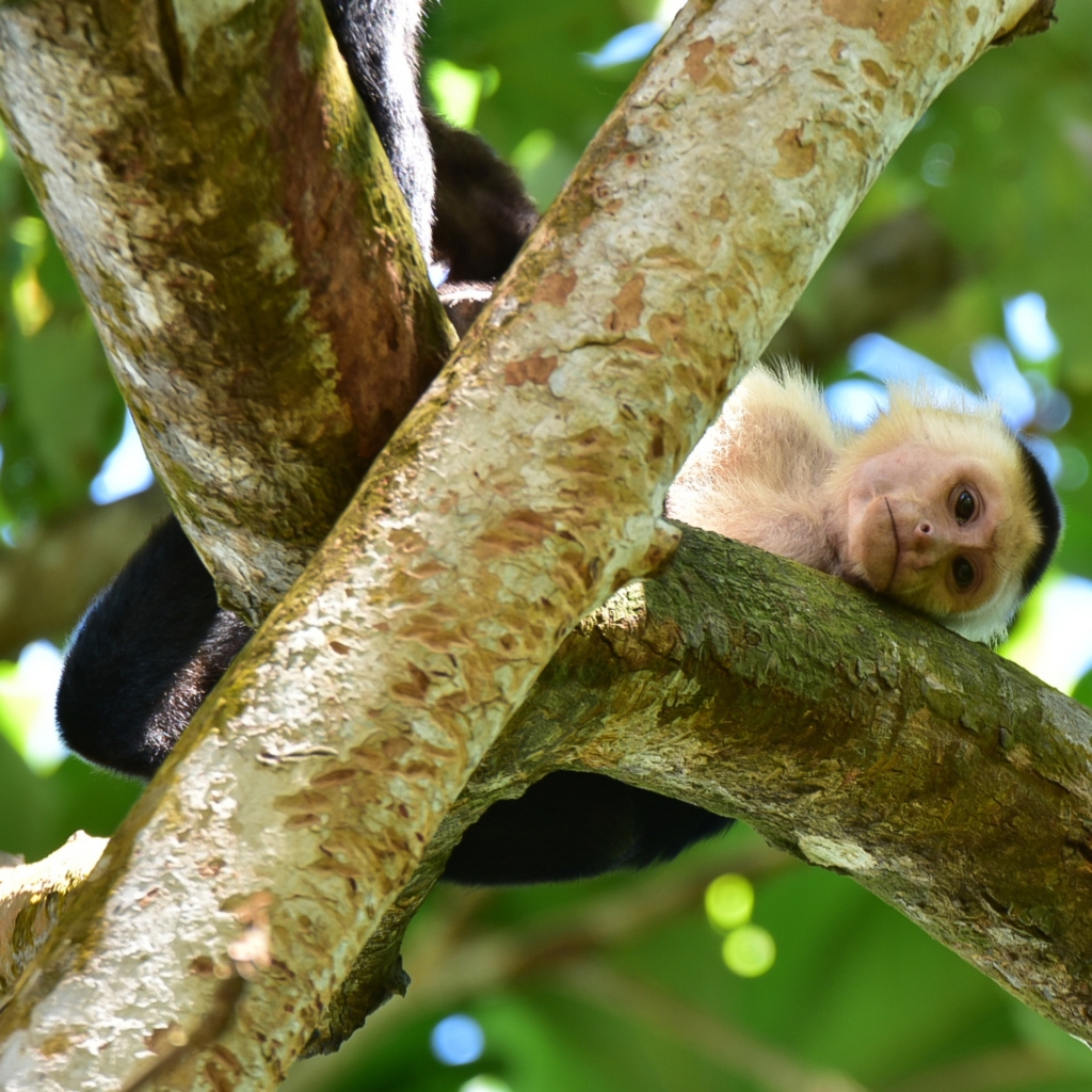 SAN JOSÉ - TORTUGUERO - LA FORTUNA - ARENAL - TAMARINDO