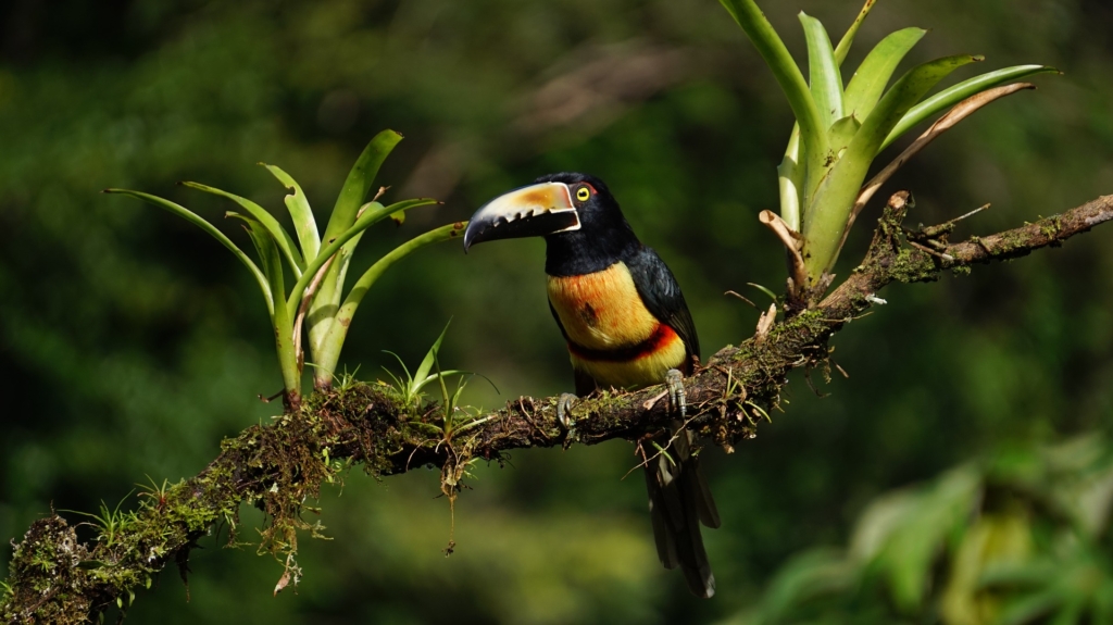 SAN JOSÉ - TORTUGUERO - LA FORTUNA - ARENAL - MANUEL ANTONIO