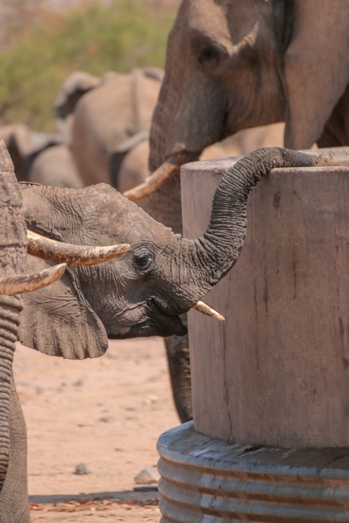 Windohoek - Sesriem - Sossusvlei - Swakopmund - Damaraland - Etosha - Mount Etjo