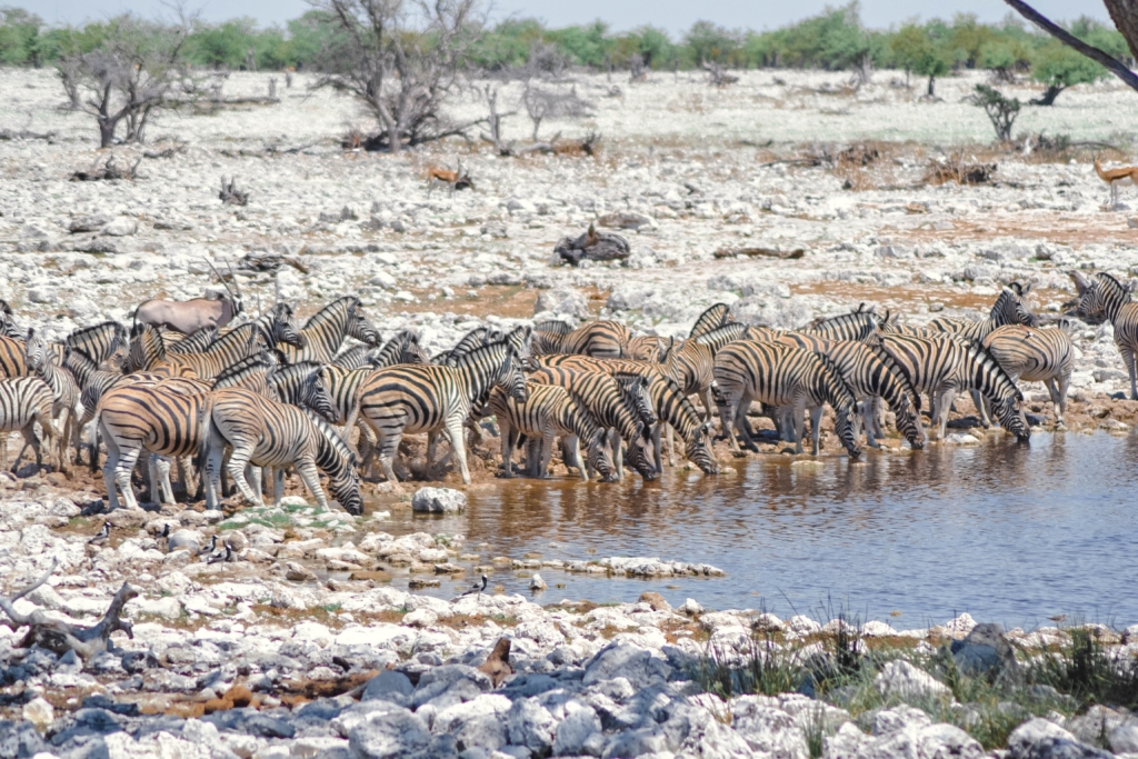 Windohoek - Otjiwarongo - Etosha - Damaraland - Khorixas - Twyfelfontein - Swakopmund - Sesriem - Sossusvlei - Mariental - Windhoek