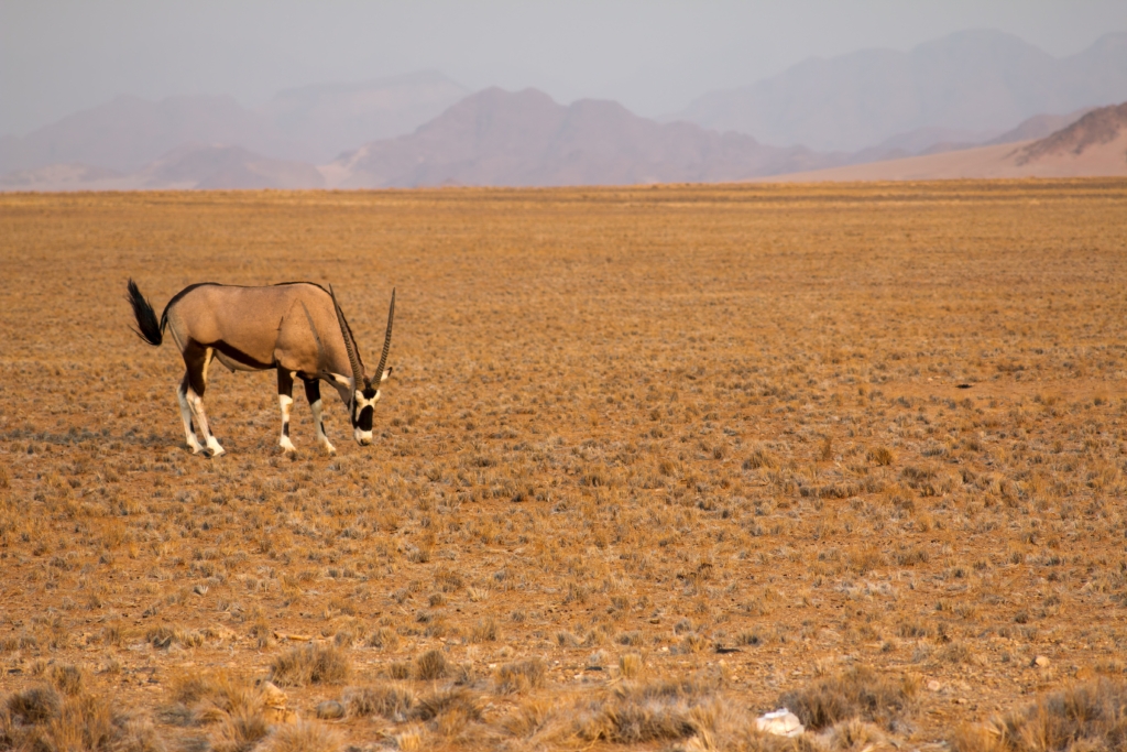 Windohoek - Sesriem - Sossusvlei - Swakopmund - Spitzkoppe - Twyfelfontein - Epupa Falls - Opuwo - Etosha National Park - Windohoek