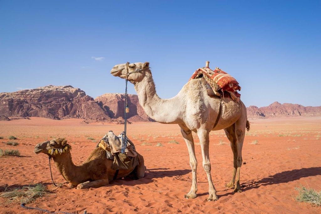 Le Meraviglie Della Giordania ed il Magico Deserto (Sabato)