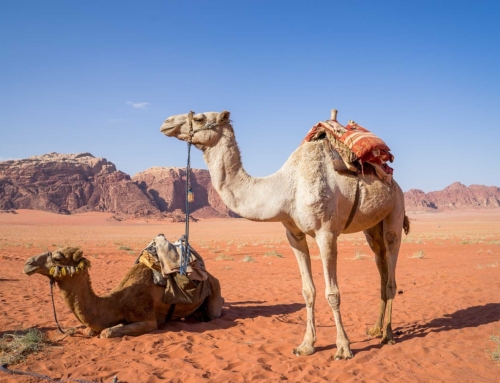 Le Meraviglie Della Giordania ed il Magico Deserto (Sabato)